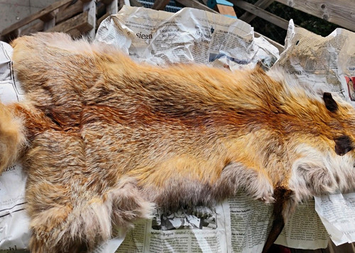 Fuchsfell rotfuchs gegerbt - fuchsfell,
